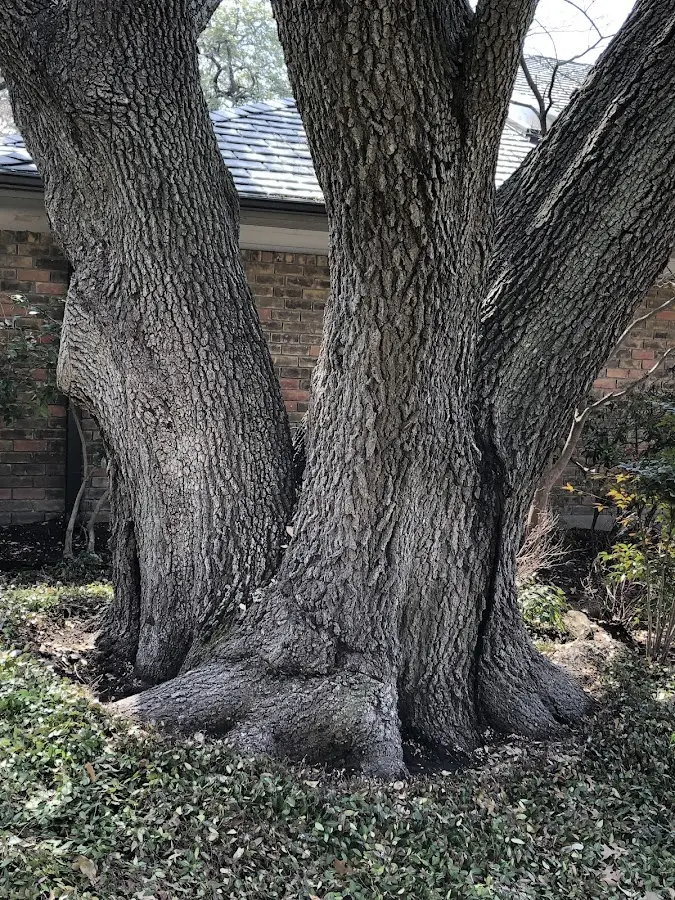Mature heritage tree close to a Troy property cared for by certified arborists